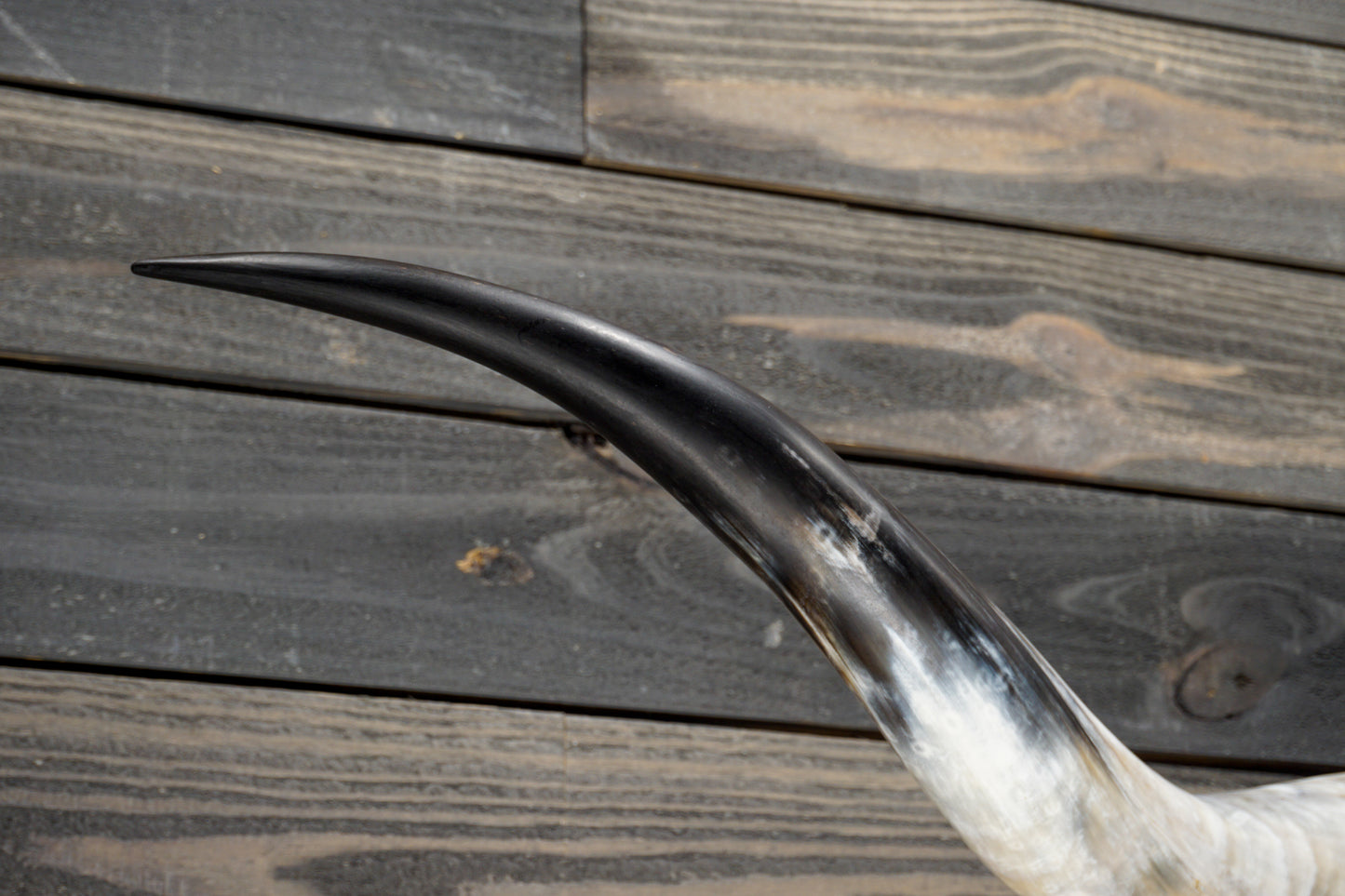 5' 8" Longhorn Wall Mount #335