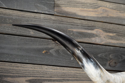 5' 8" Longhorn Wall Mount #335