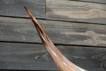5' 0" Longhorn Wall Mount #356