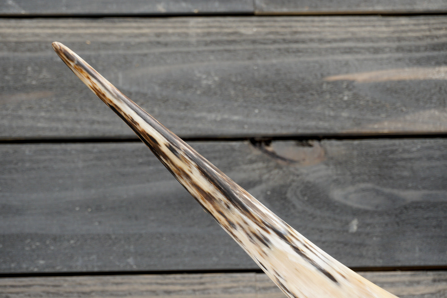 4' 11" Longhorn Wall Mount #375
