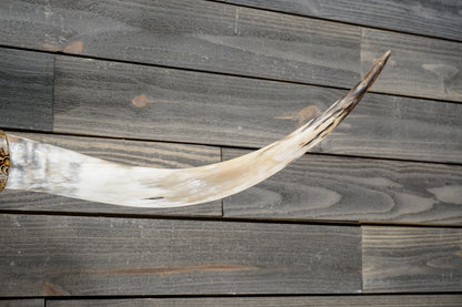 4' 11" Longhorn Wall Mount #375