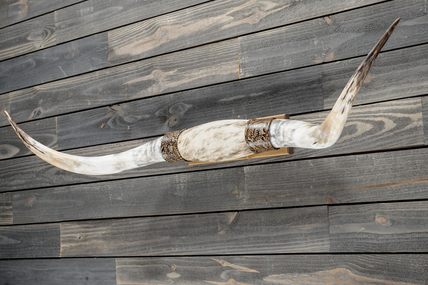 4' 11" Longhorn Wall Mount #375