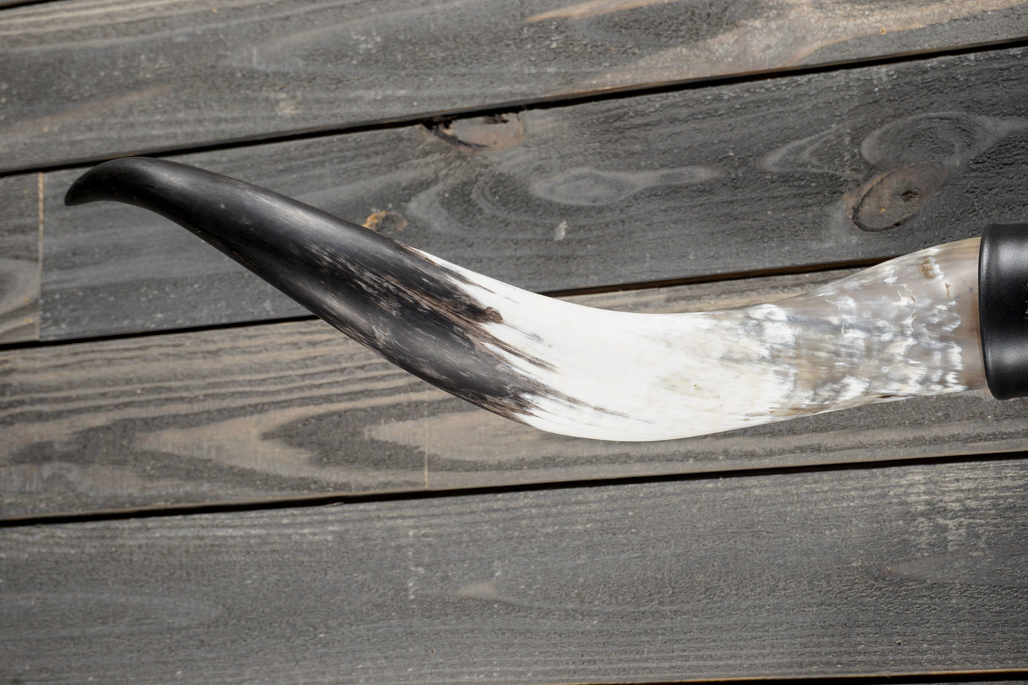 4' 11" Longhorn Wall Mount #384