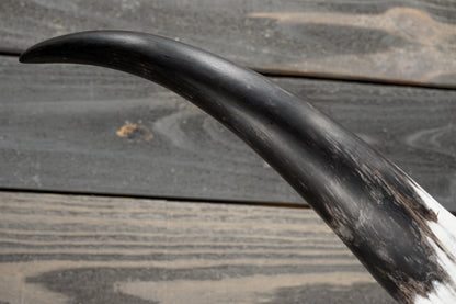 4' 11" Longhorn Wall Mount #384