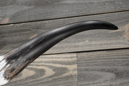 4' 11" Longhorn Wall Mount #384
