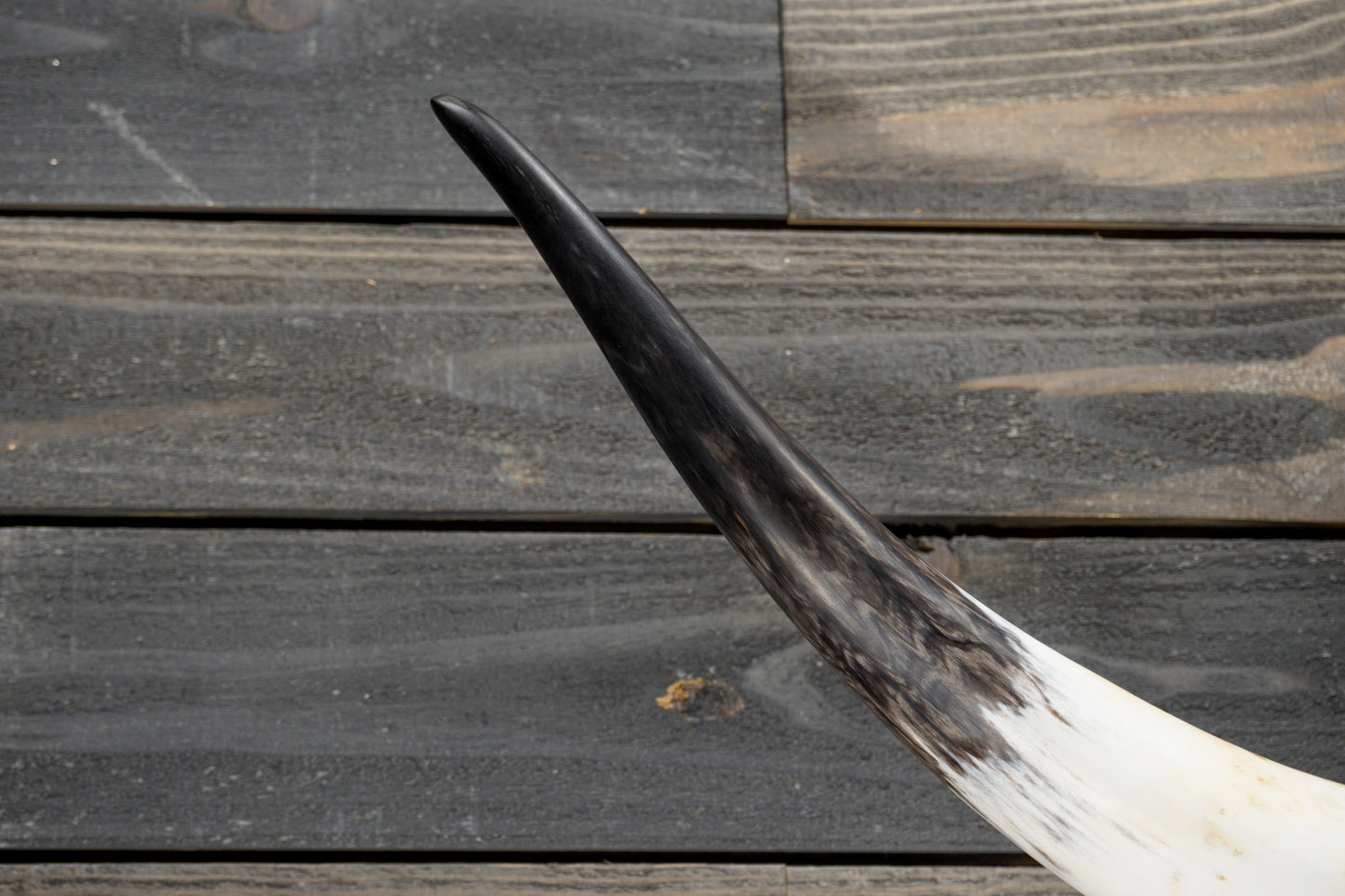 4' 10" Longhorn Wall Mount #360