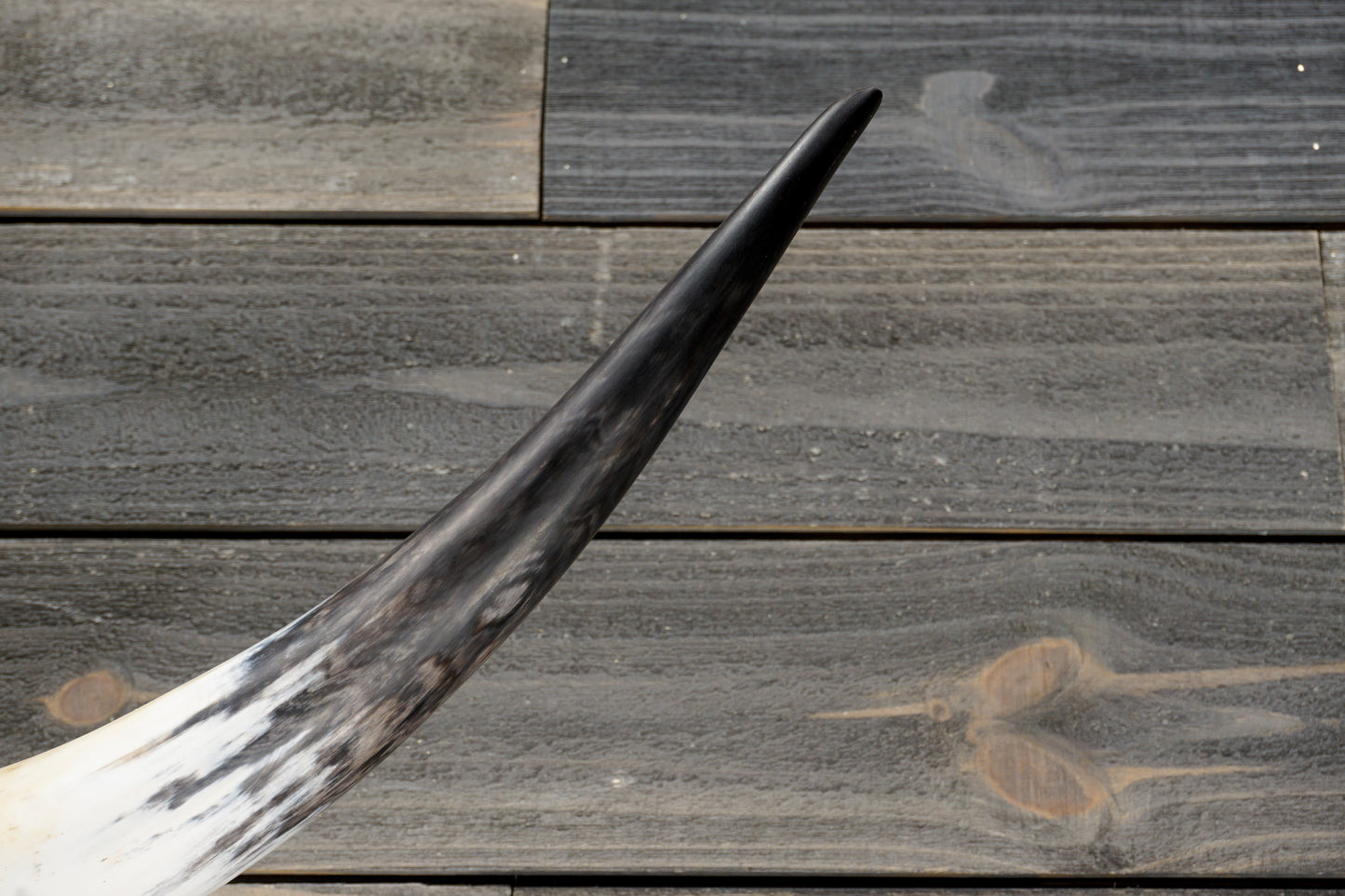 4' 10" Longhorn Wall Mount #360