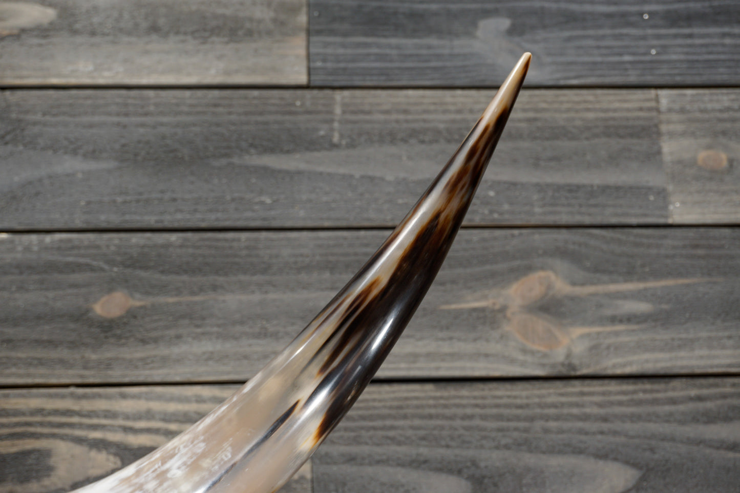 5' 0" Longhorn Wall Mount #363