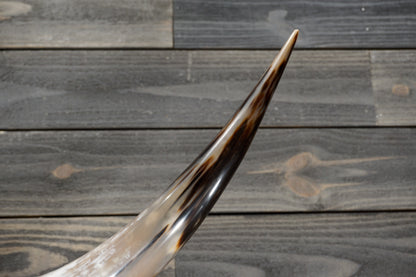 5' 0" Longhorn Wall Mount #363