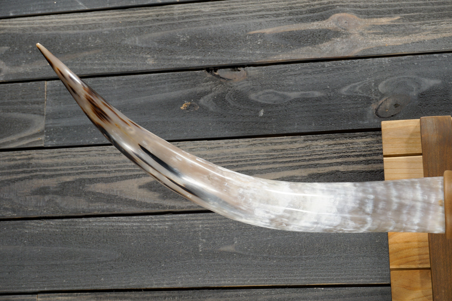 5' 0" Longhorn Wall Mount #363