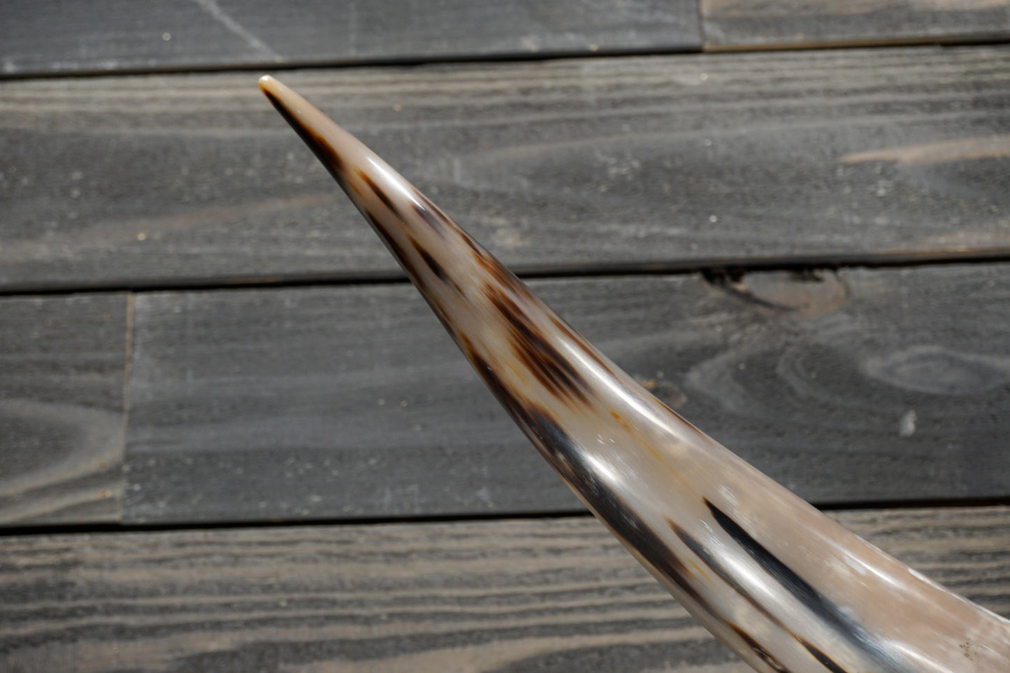 5' 0" Longhorn Wall Mount #363