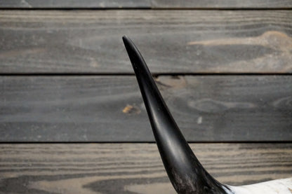 4' 2" Longhorn Wall Mount #251